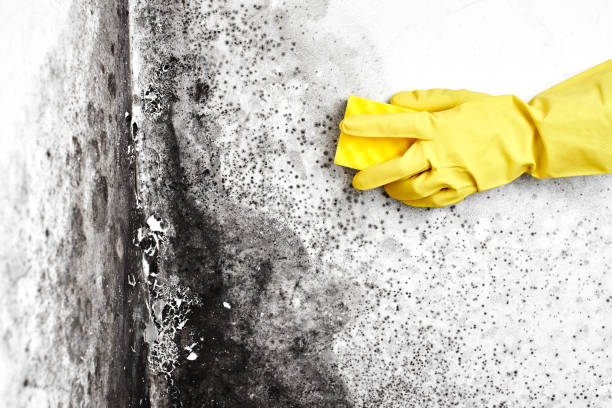 Best Biohazard Mold Removal  in Carey, ID