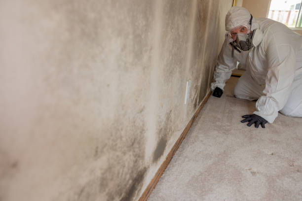 Biohazard Mold Removal in Carey, ID
